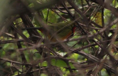 Gorgeous Bushshrike (Telophorus viridis), photo 10