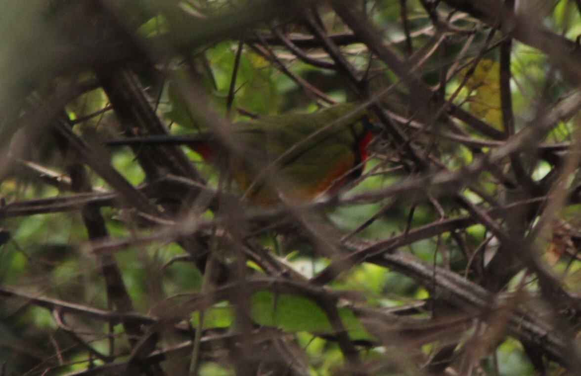 Gorgeous Bushshrike (Telophorus viridis), photo 10