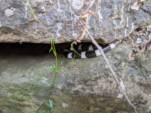 Eastern Bandy Bandy sighting