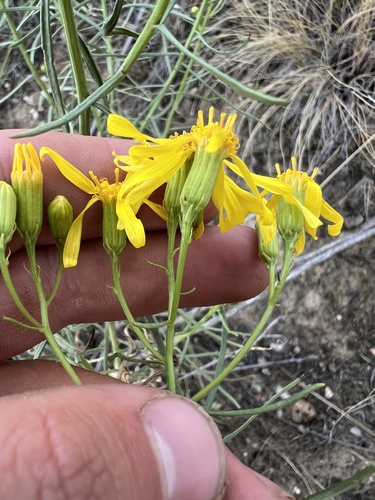 Broom-like Ragwort (Senecio spartioides)