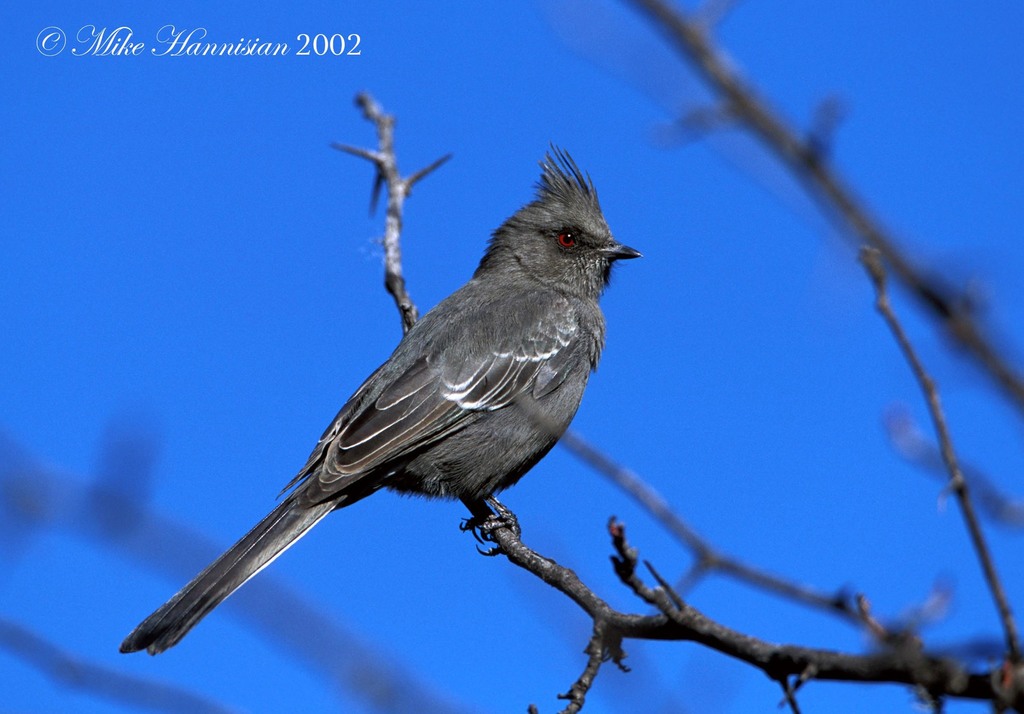 Capulinero negro desde Galeana, N.L., Mexico el martes, 31 de diciembre