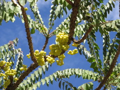 Phyllanthus acidus
