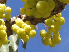 Phyllanthus acidus
