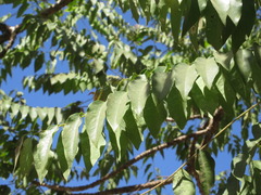 Phyllanthus acidus