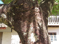 Phyllanthus acidus