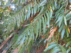 Stenochlaena palustris