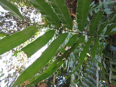 Stenochlaena palustris