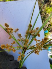 Cyperus javanicus