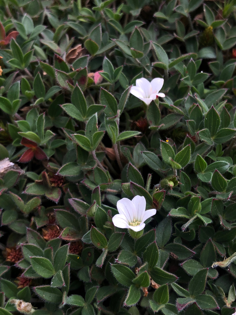 Geranium campii