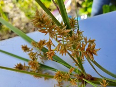 Cyperus javanicus