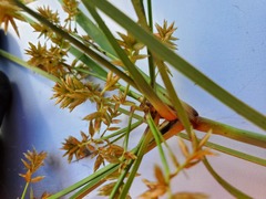 Cyperus javanicus