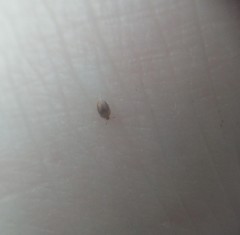 Sericoderus