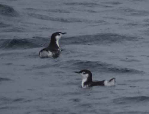 Guadalupe Murrelet (Synthliboramphus hypoleucus)