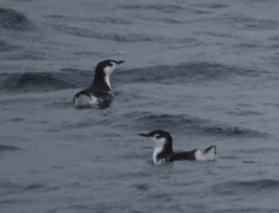 Guadalupe Murrelet (Synthliboramphus hypoleucus), photo 1