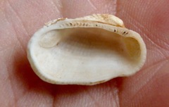 Acar plicata