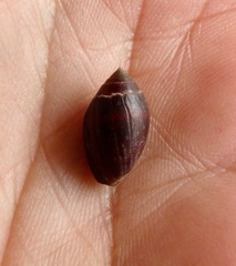 Melampus castaneus