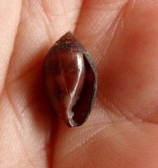 Melampus castaneus