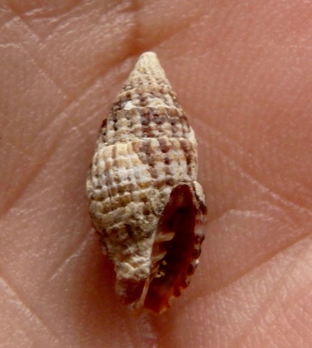 Vexillum unifasciale observed 2016-12-04