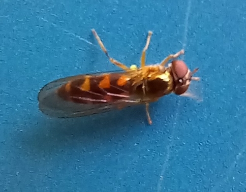 Unknown species found near Lewis County, US-WA, US