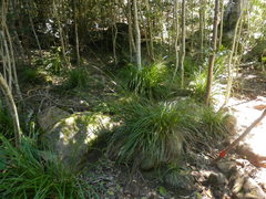 Carex lancea