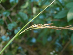 Carex lancea