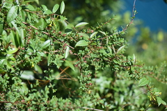 Hypericum calcicola