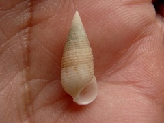 Cerithium nesioticum