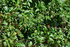Hypericum calcicola