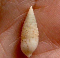 Cerithium nesioticum