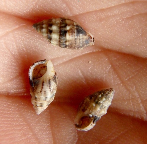Cerithium atromarginatum observed 2016-12-04
