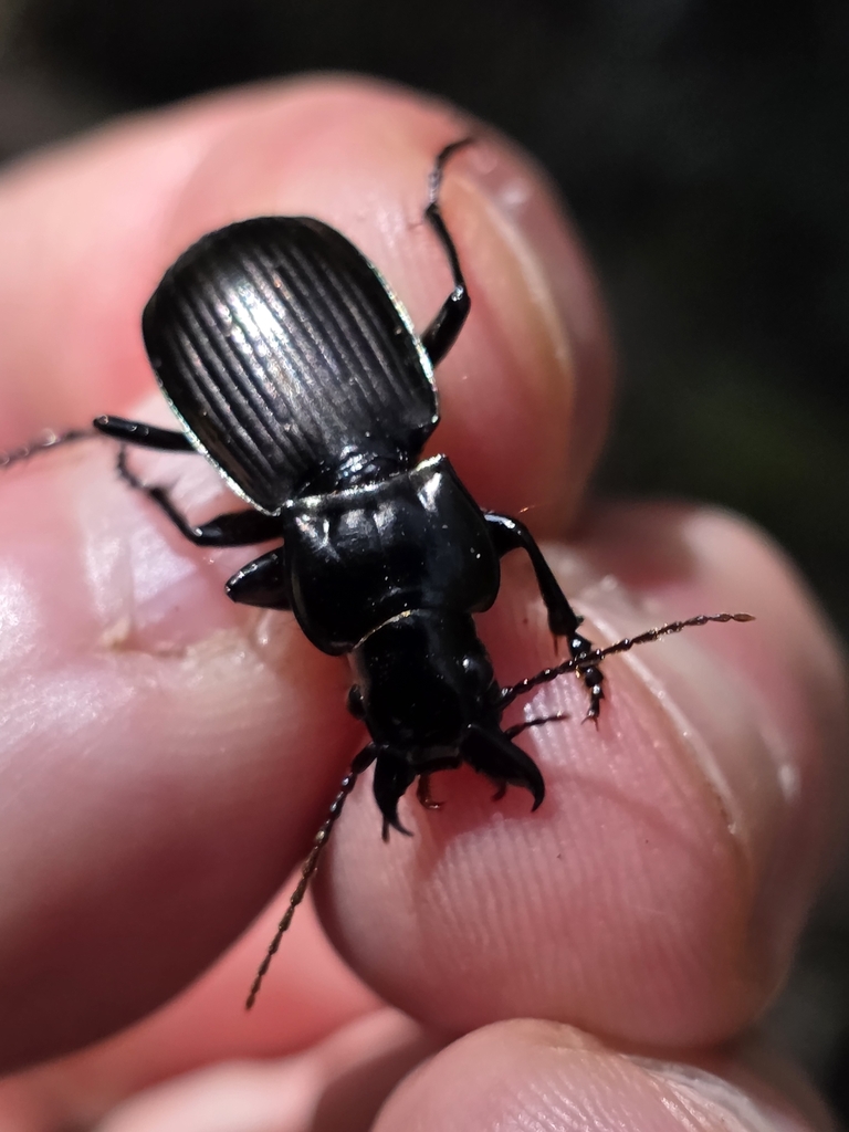 Megadromus walkeri
