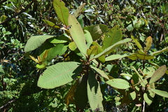Saurauia scabrida