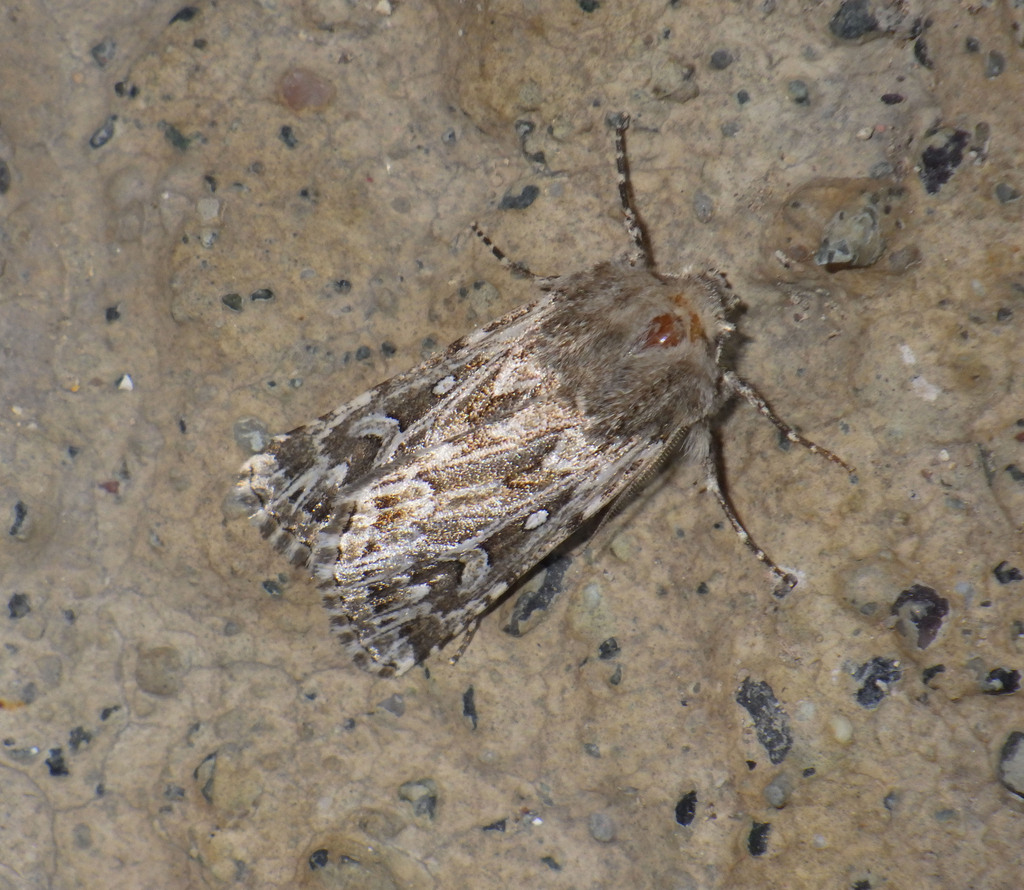 Dichagyris eureteocles