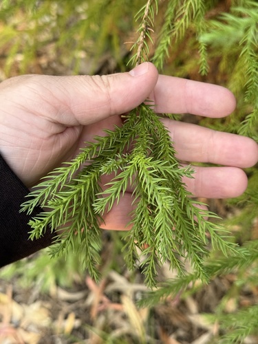 Cryptomeria japonica observed 2025-09-11