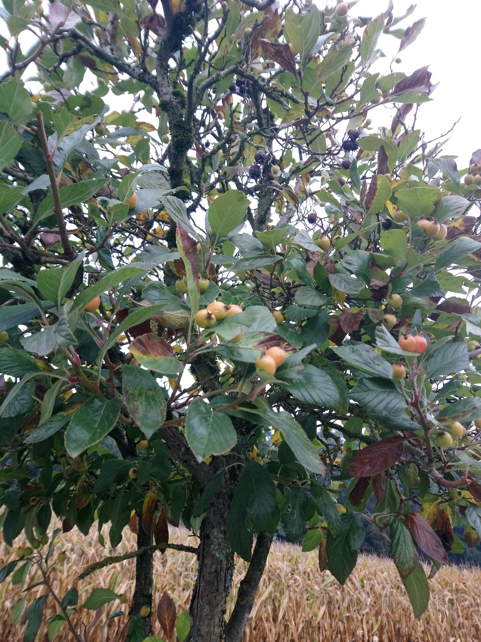 Lavalle hawthorn