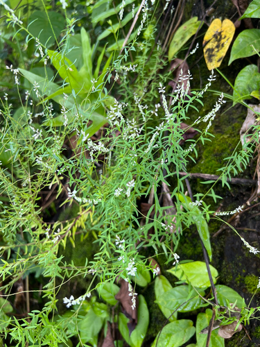 Polygala paniculata observed 2025-09-29