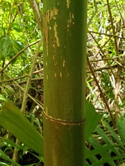 Ptychosperma macarthurii