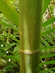 Ptychosperma macarthurii