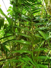 Ptychosperma macarthurii