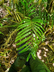 Ptychosperma macarthurii