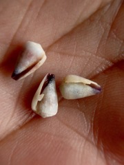 Conus sponsalis