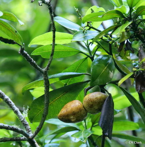 Ochrosia haleakalae