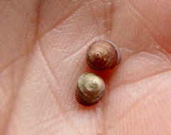 Peasiella tantilla