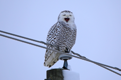 Snowy Owl photographed in Michigan