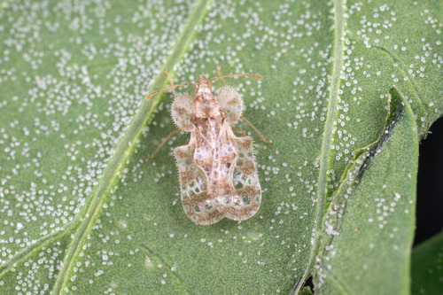 Chrysanthemum Lace Bug