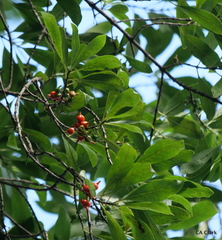 Coprosma rhynchocarpa