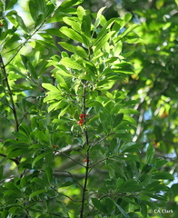 Coprosma rhynchocarpa