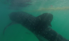 Rachycentron canadum