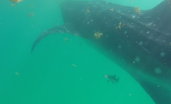 Rachycentron canadum