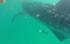 Rachycentron canadum